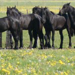 Friese paarden